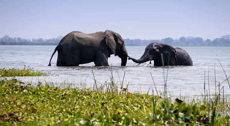 Two African elephants bathing in the Shire River