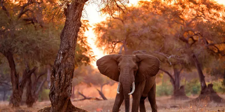 Elephant bull standing between big trees at sunset in the riverfront area