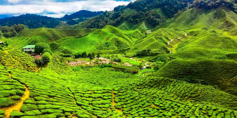 View over the bright green tea plantations and rolling hills