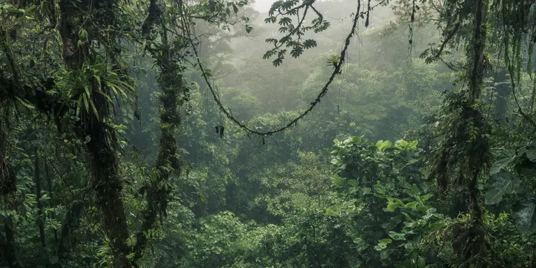The Monteverde Cloud Forest Reserve is a Costa Rican reserve located along the Cordillera de Tilarán where there are more than 3,200 species of plants.