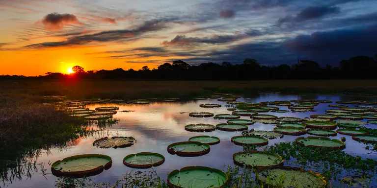 A magnificent sunset over a lake filled with giant water lilies