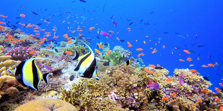 Diving with beautiful fish on coral reef in the pacific ocean off of the southern shores of the main island