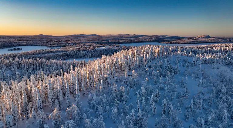 Aerial drone view above sunlit, snow covered trees on top of a hill, golden hour