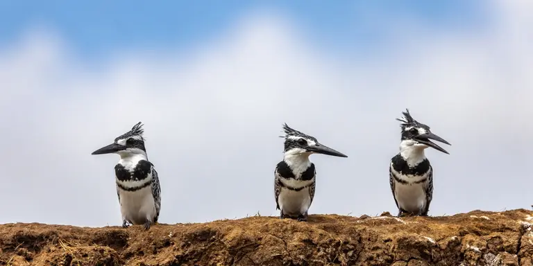 Three mature male African pied kingfishers ceryle rudis, perched on the banks of Lake Edward