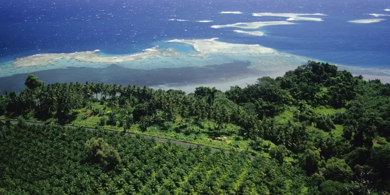 Aerial view of a Oil Palm (palm oil) plantation by the sea