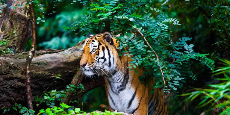 Tiger peaking out from behind the bushes