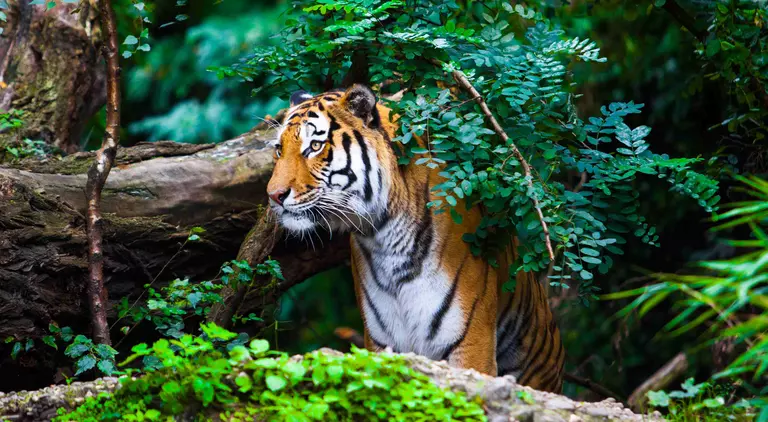 Tiger peaking out from behind the bushes
