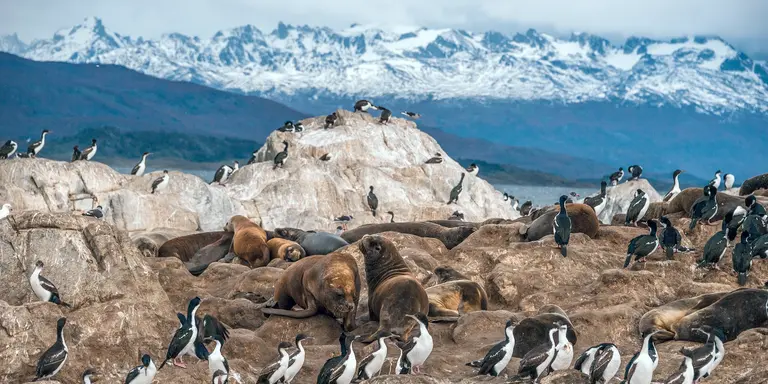 Sea lions and King Cormorant penguin colony sits on an Island in the Beagle Channel