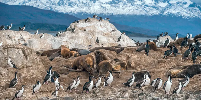 Sea lions and King Cormorant penguin colony sits on an Island in the Beagle Channel