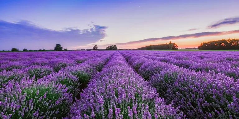 Sunrise and dramatic clouds over lavender field