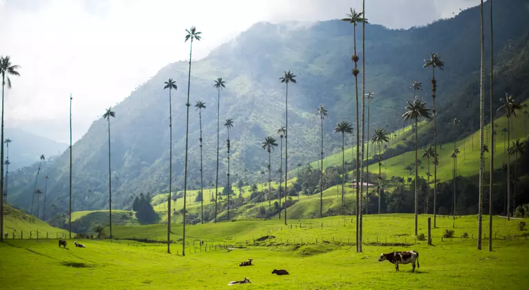 Cows roam the Valle de Cocora (Valley of the Wax Palm), a scenic park with wax palms measuring over 60m