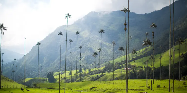 Cows roam the Valle de Cocora (Valley of the Wax Palm), a scenic park with wax palms measuring over 60m