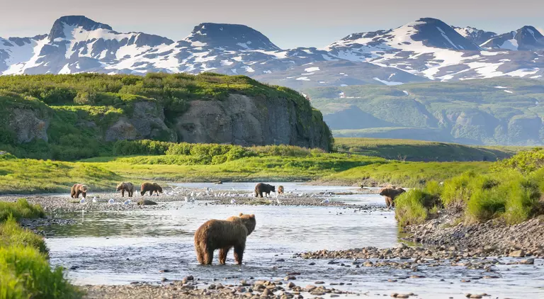 Multiple brown bear at McNeil River State Game Sanctuary fishing for salmon