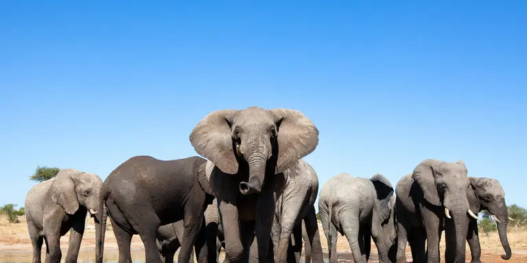 Elephants at waterhole