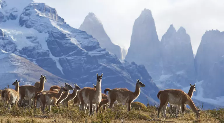 Herd of Guanaco (Lama guanicoe) grazing on a hillside in Torres del Paine National Park in the Magallanes region of southern Chile