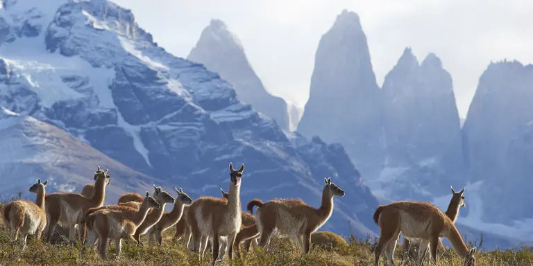 Herd of Guanaco (Lama guanicoe) grazing on a hillside in Torres del Paine National Park in the Magallanes region of southern Chile