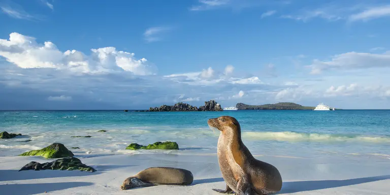 Galapagos sea lions (Zalophus wollebaeki) are sunbathing in the last sunlight at the beach of Espanola island, Galapagos Islands in the Pacific Ocean.