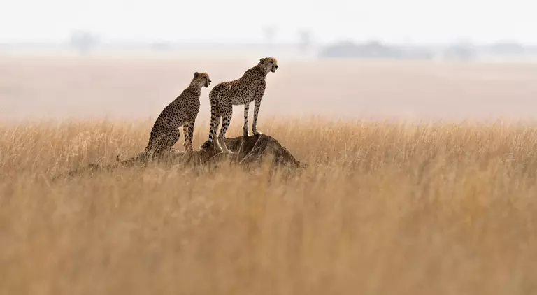 Two cheetahs on a termite mound hunting behavior in the park