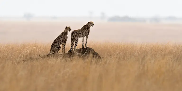 Two cheetahs on a termite mound hunting behavior in the park