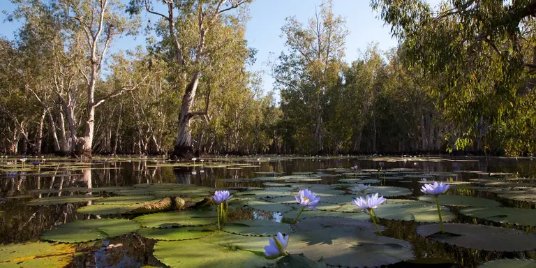 Mangrove trees and beautiful blue Lotus flowers in Kakadu National Park
