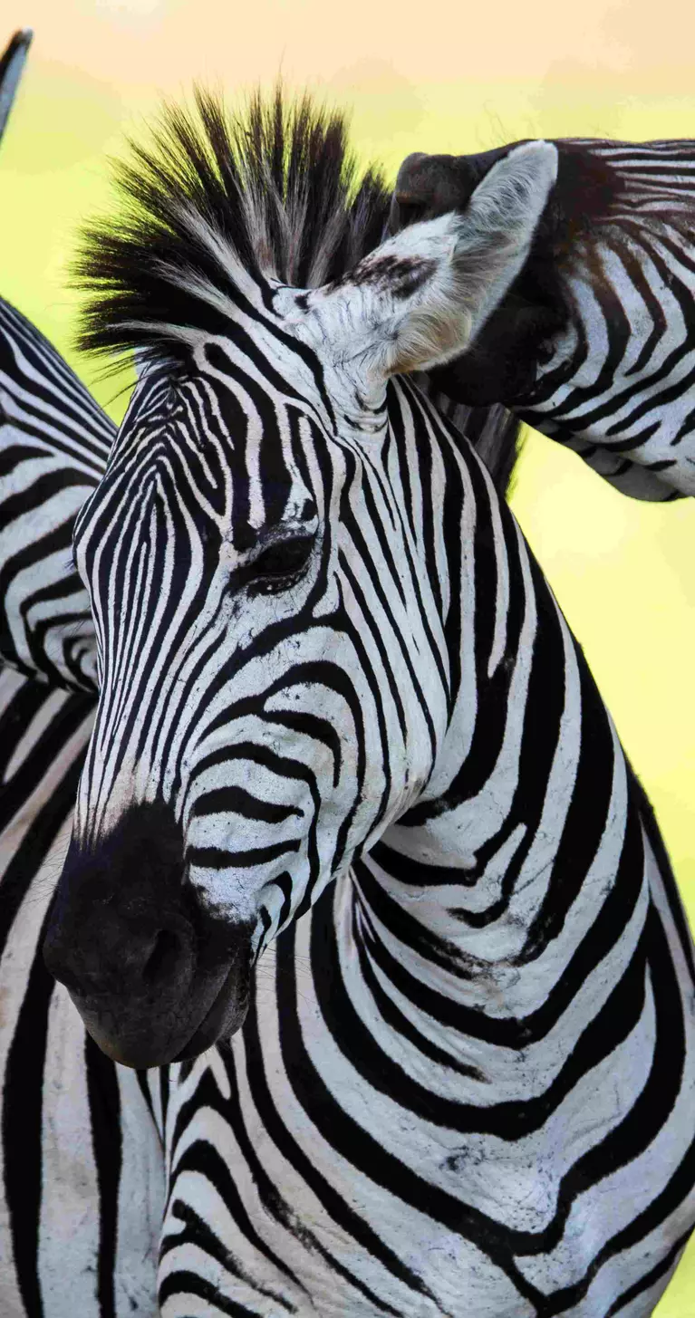 Three separates upclose in Tanzania