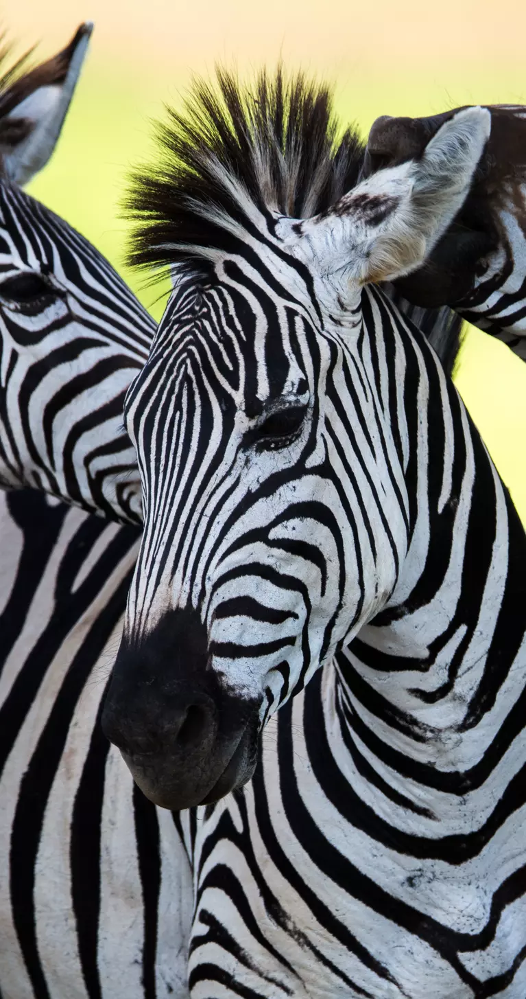 Three separates upclose in Tanzania