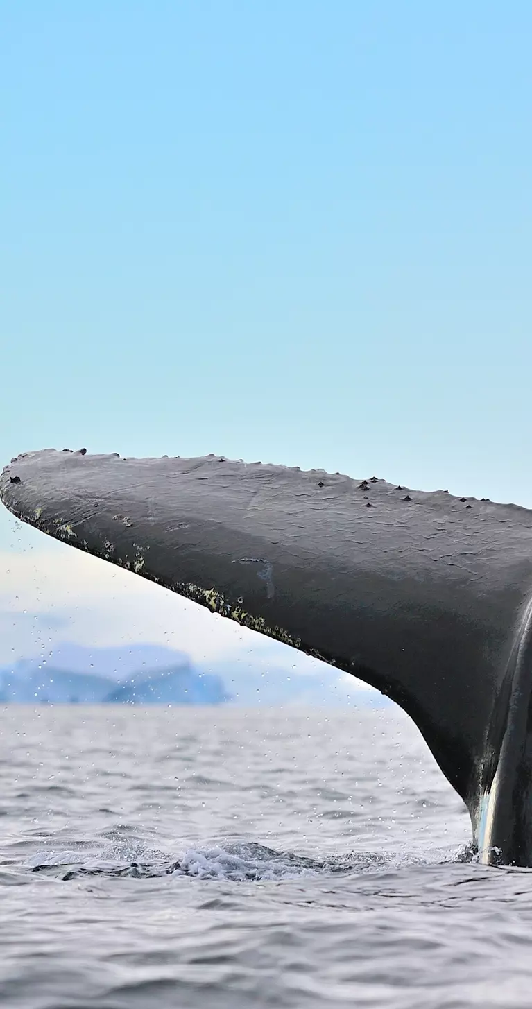 Large numbers of Humpback Whales migrate to Antarctica to feed during the summer months