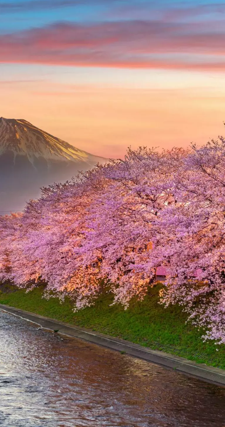 Cherry blossoms and Fuji mountain in spring at sunrise, Shizuoka in Japan