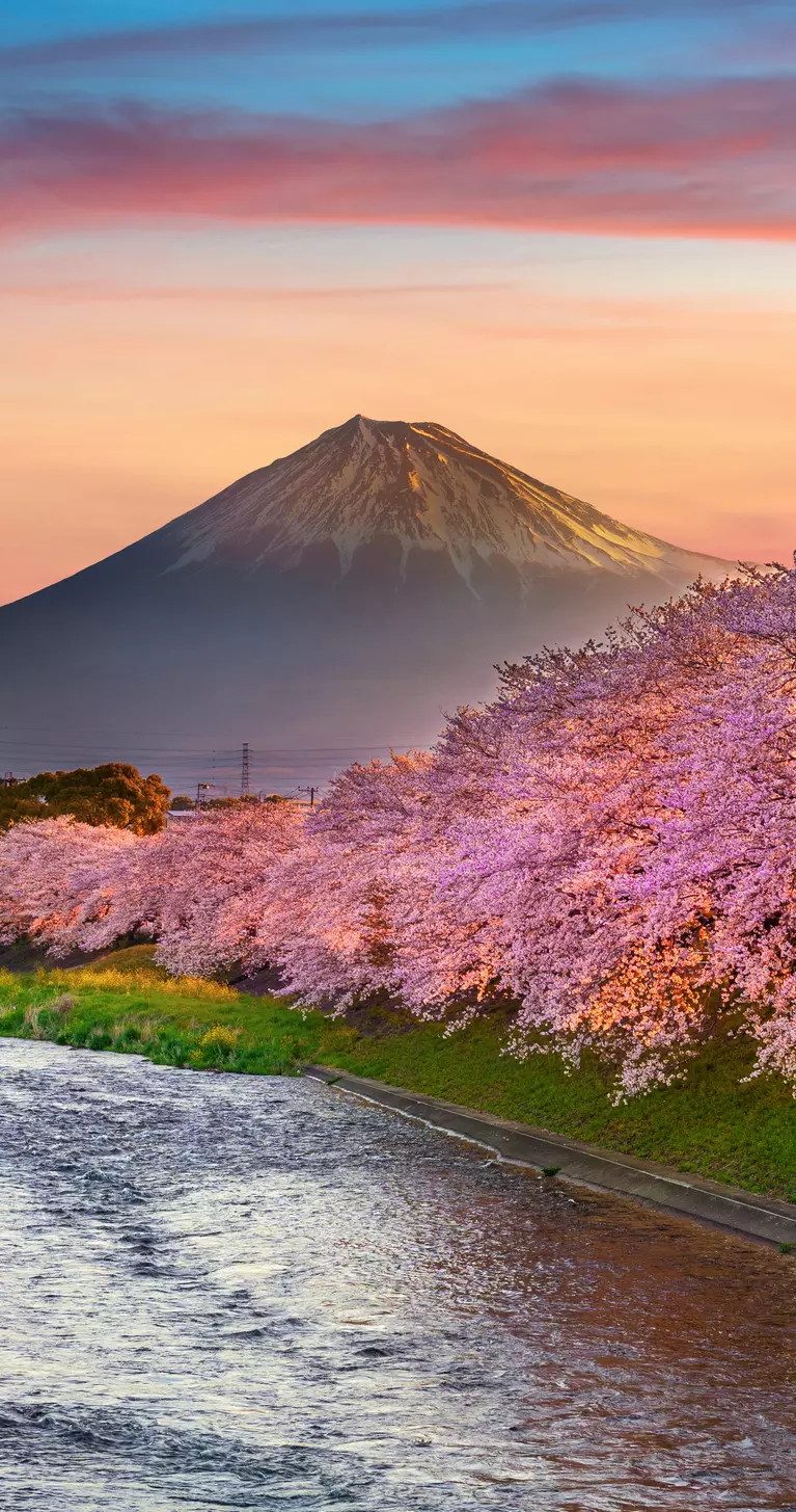 Cherry blossoms and Fuji mountain in spring at sunrise, Shizuoka in Japan