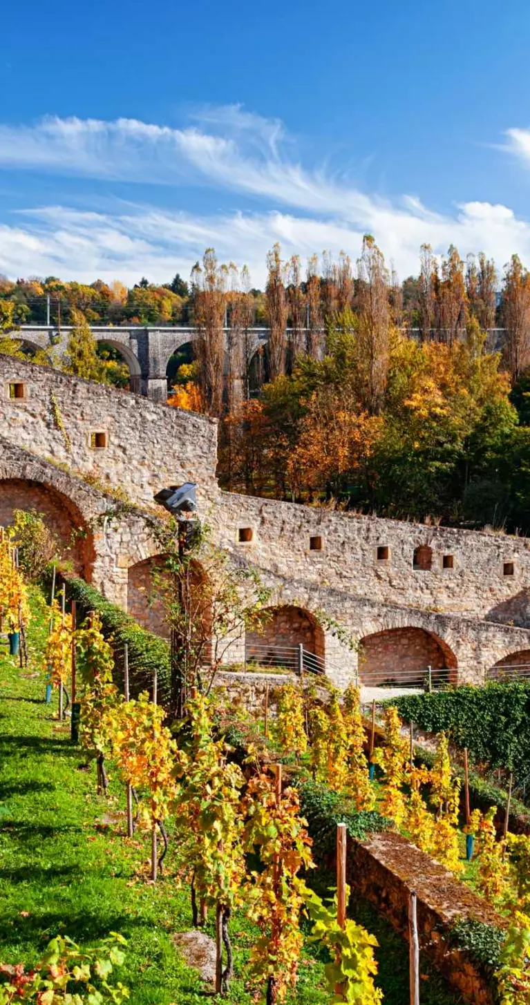 Vineyard in Luxembourg old town (Ville Basse) at autumn