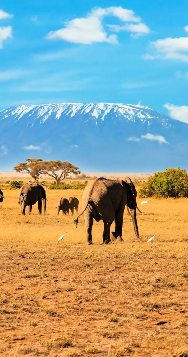 Heard of elephants, Mount Kilimanjaro in the background.