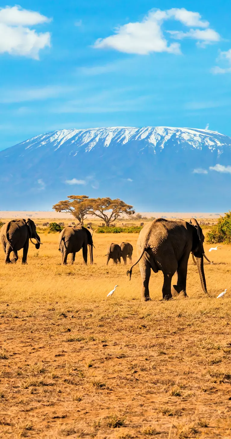 Heard of elephants, Mount Kilimanjaro in the background.