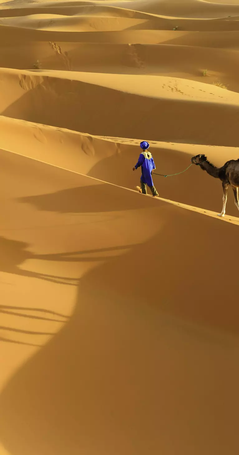 Tuareg with camels