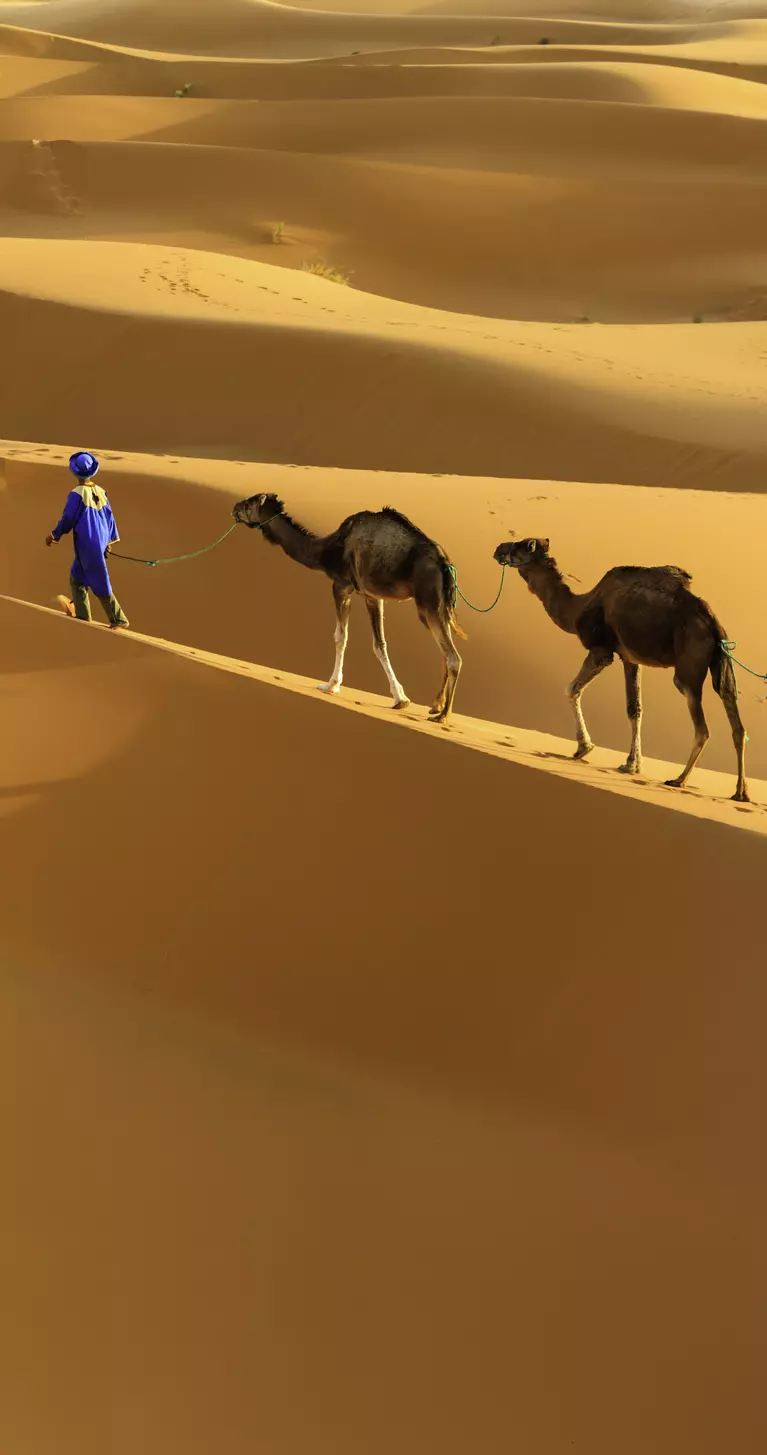 Tuareg with camels