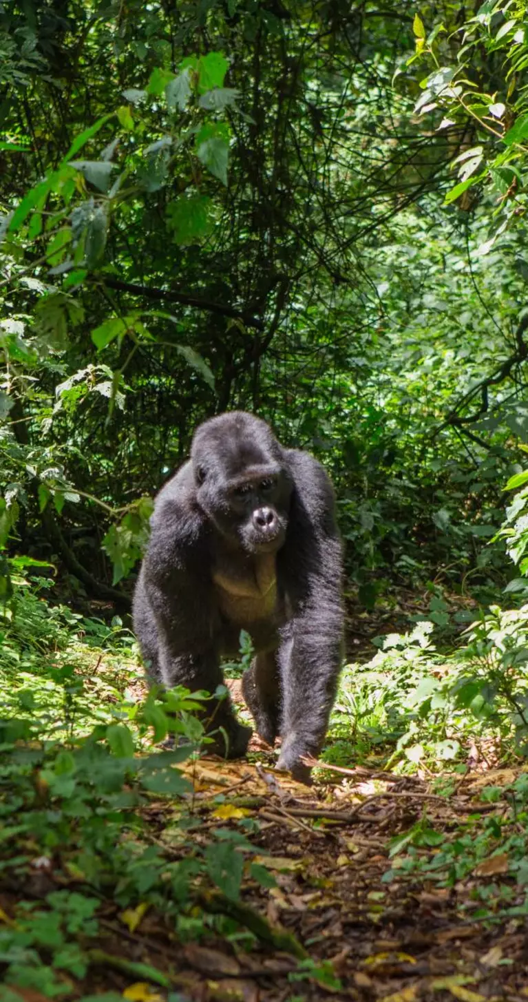 Dominant male mountain gorilla in rainforest.