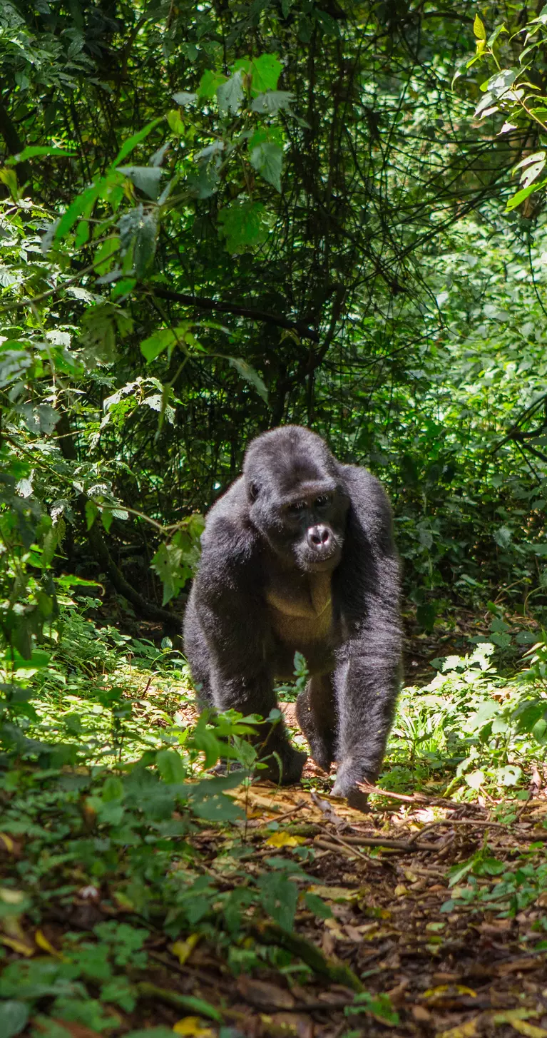 Dominant male mountain gorilla in rainforest.