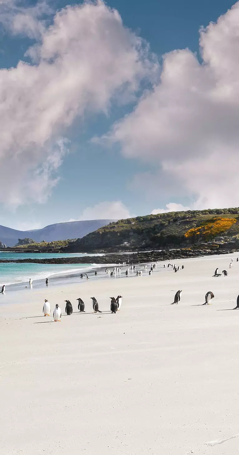 Colony of gentoo penguins playing on a Falkland Islands white sandy beach with turquoise water
