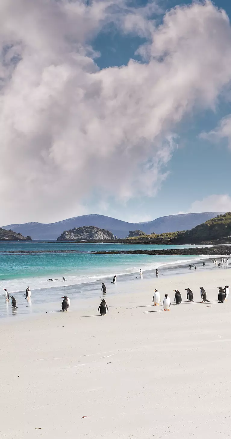 Colony of gentoo penguins playing on a Falkland Islands white sandy beach with turquoise water
