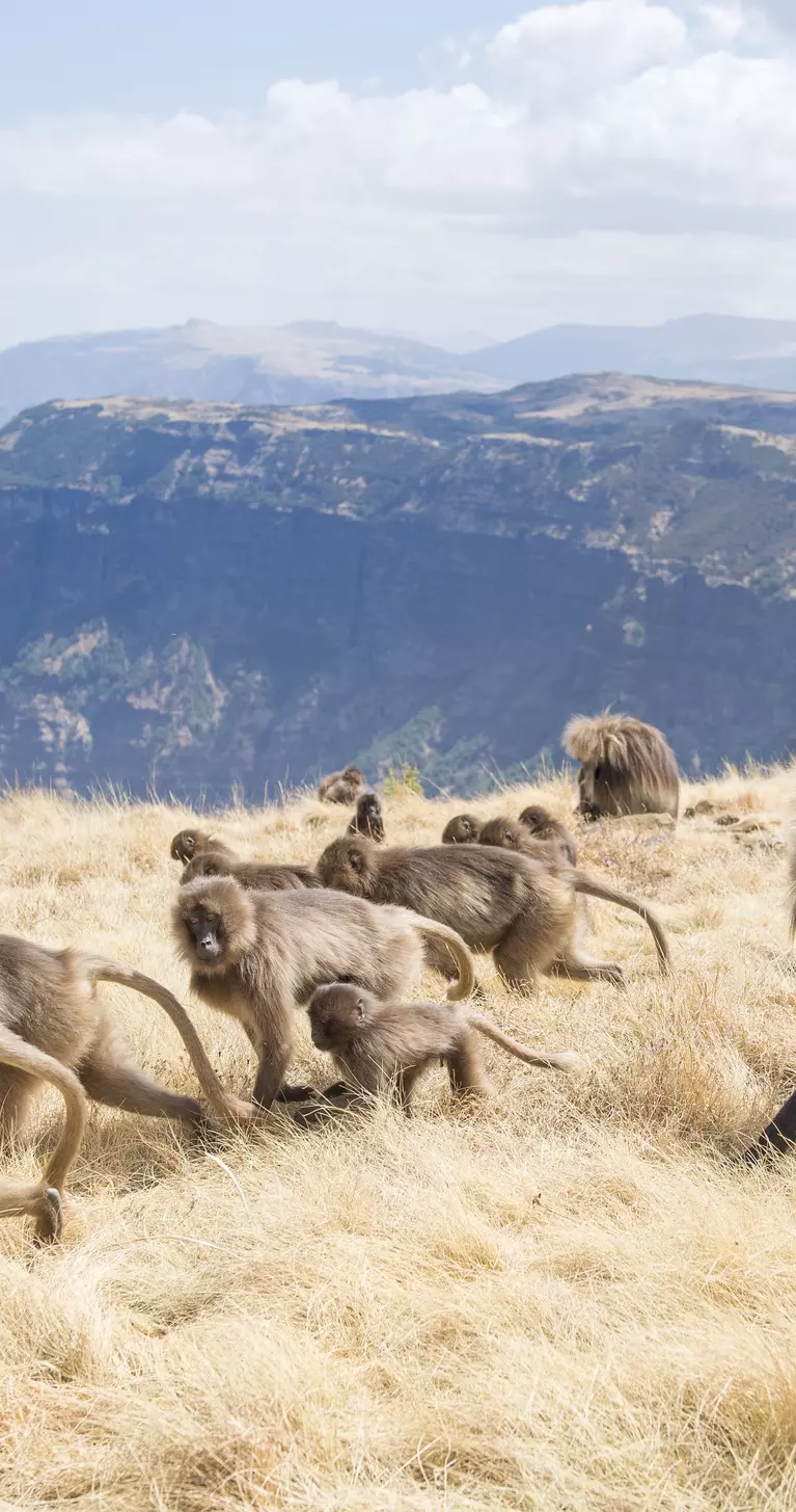 Baboons running through the plains of Semien Mountains National Park