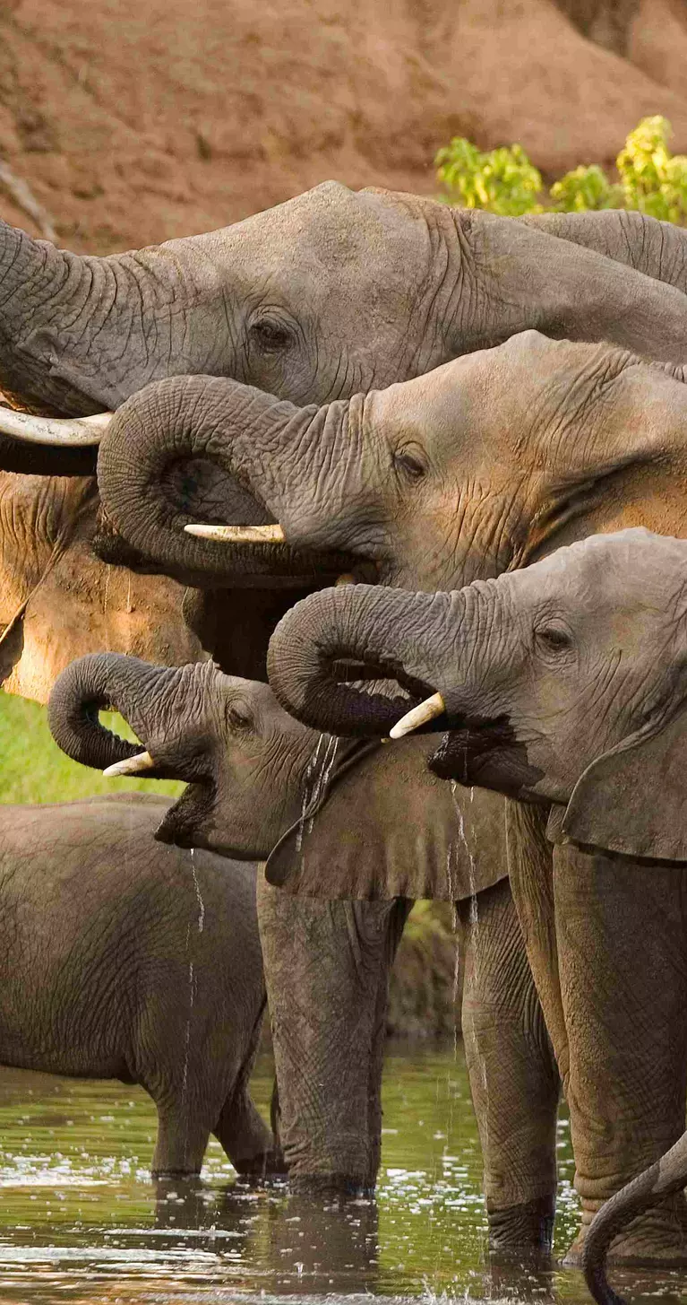Elephants drinking at a waterhole in Botswana