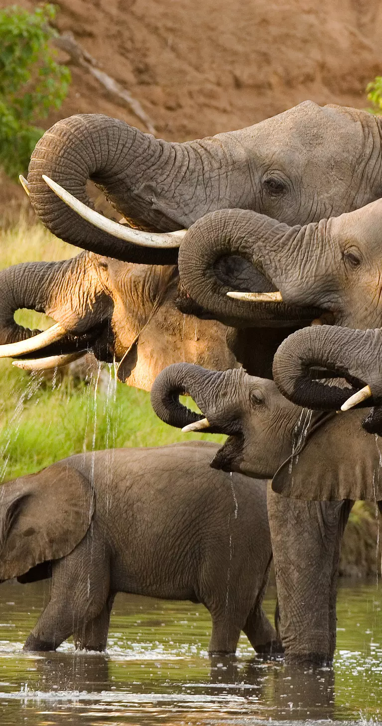 Elephants drinking at a waterhole in Botswana