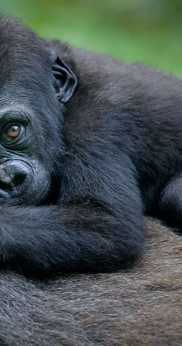 Baby Mountain Gorilla - Rwanda