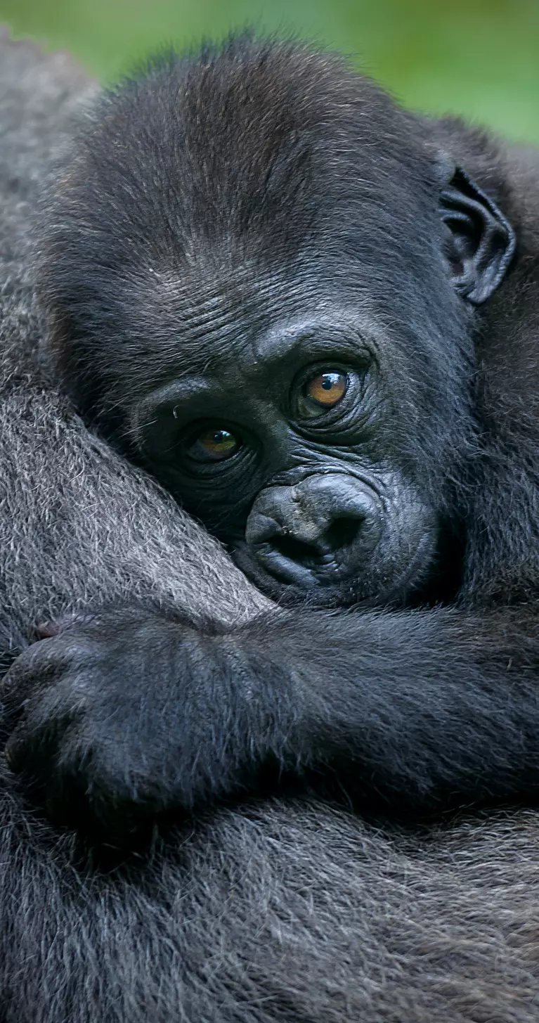 Baby Mountain Gorilla - Rwanda