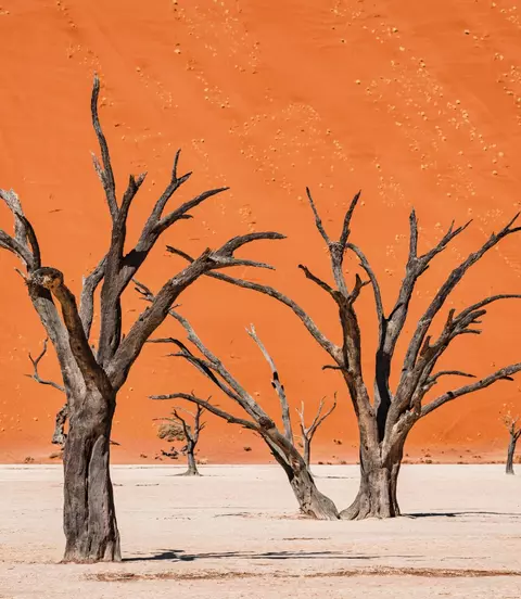 Black Dead Camelthorn Trees in dry Desert Salt Basin Landscape in front of huge orange desert sand dune