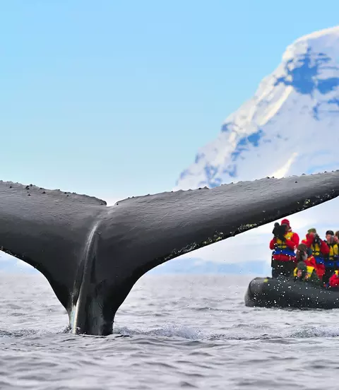 Large numbers of Humpback Whales migrate to Antarctica to feed during the summer months
