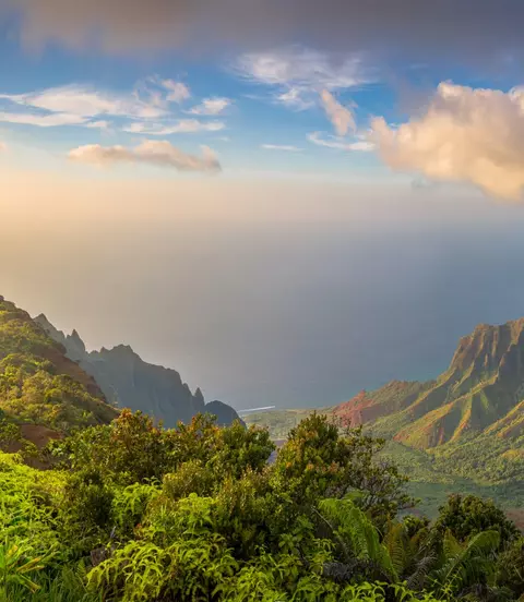 Aerial view over lush green forest and pacific ocean