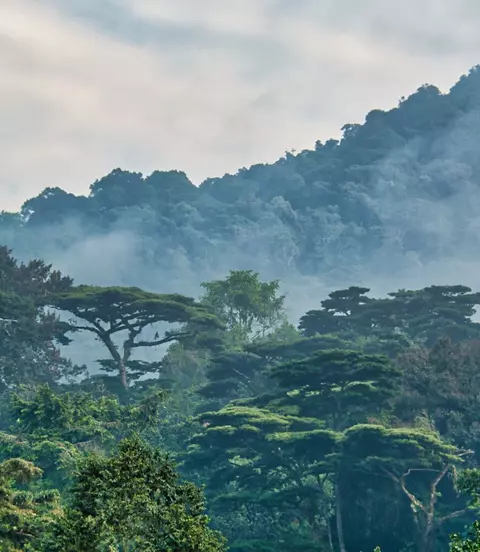 Lush green canopy surrounded by morning mist