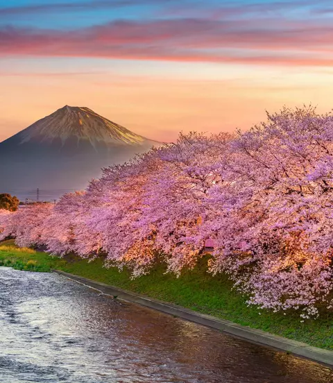 Cherry blossoms and Fuji mountain in spring at sunrise, Shizuoka in Japan
