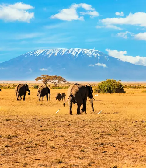 Heard of elephants, Mount Kilimanjaro in the background.