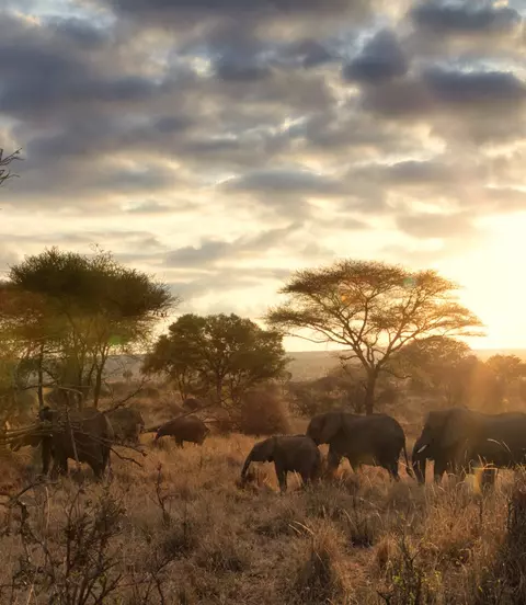 A family of elephants at sunset